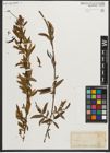 Foto von Salix nigra Marshall